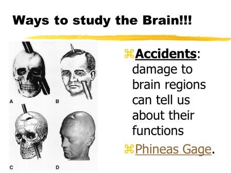 Ways to study the Brain!!! Accidents: damage to brain regions can tell us about their functions Phineas Gage.