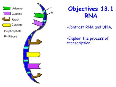 Lesson Overview Lesson OverviewFermentation Objectives 13.1 RNA -Contrast RNA and DNA. -Explain the process of transcription.