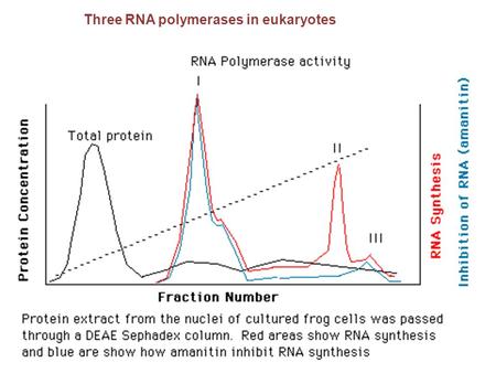 Three RNA polymerases in eukaryotes. RNA polymerase III Hundreds of promoters - 40% of a cell transcriptional activity -Moderately sensitive to  -amanitin.