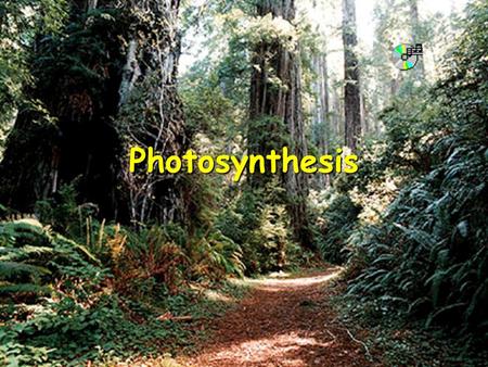 Supramolecular Chemistry, UAF, 2005 Photosynthesis.