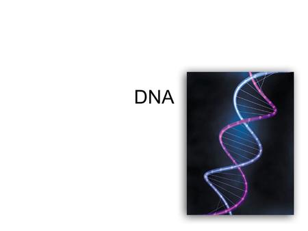 DNA. How was DNA discovered? There were 3 major experiments that led to the discovery of DNA as the genetic material. –Griffiths Transformations –Avery.