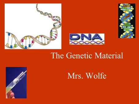 The Genetic Material Mrs. Wolfe. Griffith and Avery (1950’s) Experimented to identify DNA as the genetic material. Griffith’s experiments: S. pneumoniae.