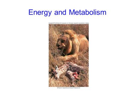 Energy and Metabolism. 2 Flow of Energy Energy: the capacity to do work -kinetic energy: the energy of motion -potential energy: stored energy.