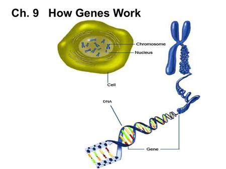 Ch. 9 How Genes Work. Ch. 9-1 Understanding DNA How Scientists Identified the Genetic Material Scientists knew that chromosomes were involved in the transmission.