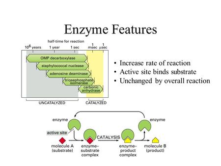 Enzyme Features Increase rate of reaction Active site binds substrate Unchanged by overall reaction.