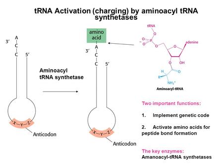 TRNA Activation (charging) by aminoacyl tRNA synthetases Aminoacyl tRNA synthetase Two important functions: 1.Implement genetic code 2.Activate amino acids.