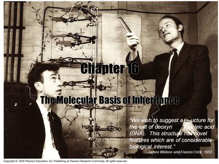 11 Chapter 16 The Molecular Basis of Inheritance “We wish to suggest a structure for the salt of deoxyribose nucleic acid (DNA). This structure has novel.