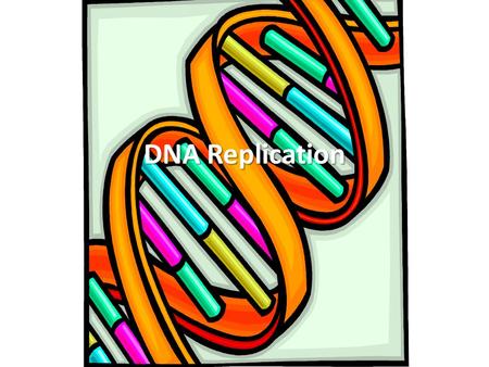 DNA Replication. Chromosome E. coli bacterium Bases on the chromosome DNA is very long!... but it is highly folded packed tightly to fit into the cell!