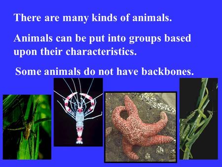 There are many kinds of animals. Animals can be put into groups based upon their characteristics. Some animals do not have backbones.