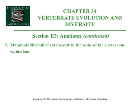 CHAPTER 34 VERTEBRATE EVOLUTION AND DIVERSITY Copyright © 2002 Pearson Education, Inc., publishing as Benjamin Cummings Section E3: Amniotes (continued)