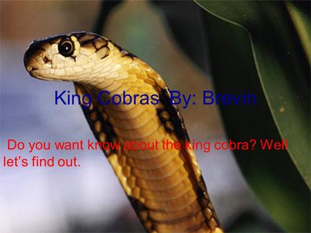 King Cobras By: Brevin Do you want know about the king cobra? Well let’s find out.