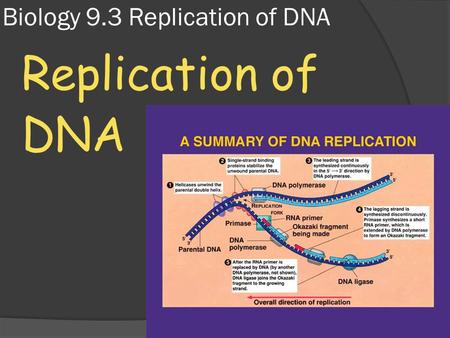 Biology 9.3 Replication of DNA