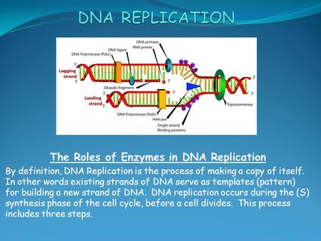The Roles of Enzymes in DNA Replication By definition, DNA Replication is the process of making a copy of itself. In other words existing strands of DNA.