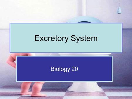 Excretory System Biology 20. Four Excretory Organs Excretion rids the body of metabolic wastes Kidneys are the primary excretory organ but other organs.