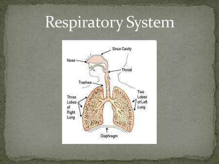 At this station you will: Learn the 2 main functions of the respiratory system. Learn the main parts of the respiratory system. Learn about the function.