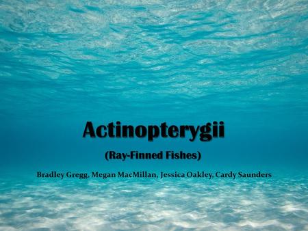 (Ray-Finned Fishes) Bradley Gregg, Megan MacMillan, Jessica Oakley, Cardy Saunders.