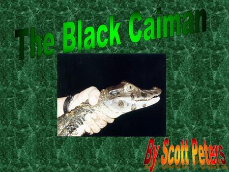 Diet Did you know Black Caimans can eat almost anything? Yup! It can! It can eat catfish, fish, birds, and other land dwelling animals. A Black Caimans.