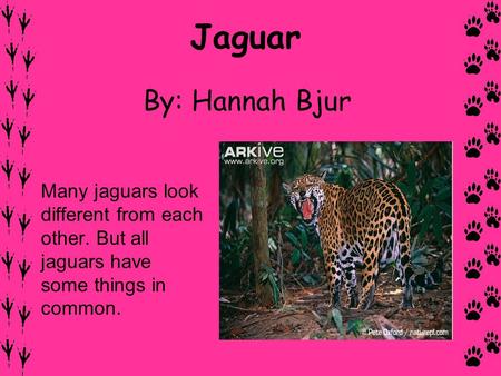 Jaguar By: Hannah Bjur Many jaguars look different from each other. But all jaguars have some things in common.