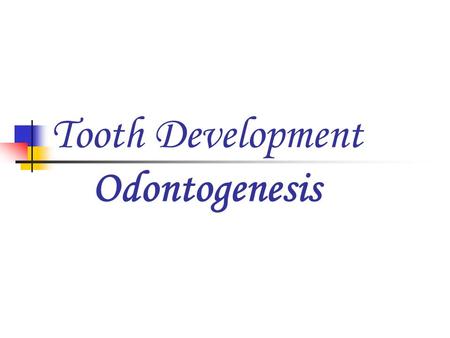 Tooth Development Odontogenesis