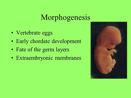 Morphogenesis Vertebrate eggs Early chordate development