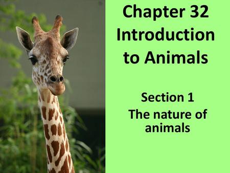 Chapter 32 Introduction to Animals