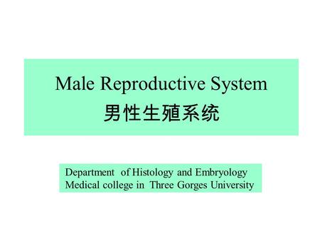Male Reproductive System 男性生殖系统 Department of Histology and Embryology Medical college in Three Gorges University.