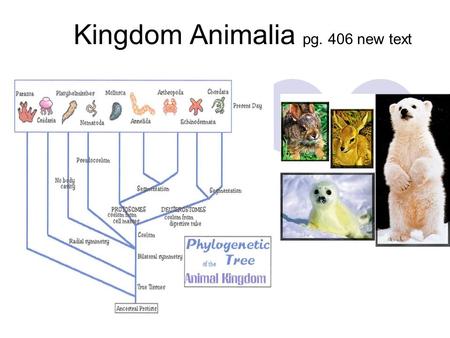 Kingdom Animalia pg. 406 new text Biology 11. Characteristics pg. 408 new text Multicellular, heterotrophic, eukaryote Most: Sexual Reproduction Aquatic.