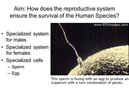 Aim: How does the reproductive system ensure the survival of the Human Species? Specialized system for males Specialized system for females Specialized.