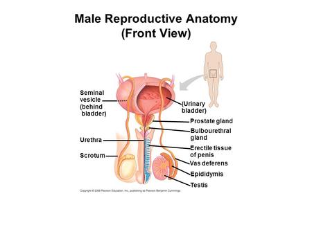 Male Reproductive Anatomy (Front View)