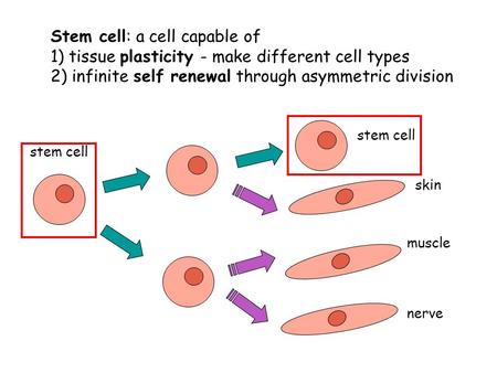 Stem cell: a cell capable of 1) tissue plasticity - make different cell types 2) infinite self renewal through asymmetric division skin muscle nerve stem.