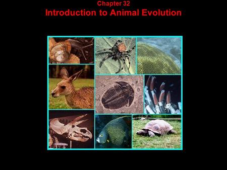 Chapter 32 Introduction to Animal Evolution. What is an animal?