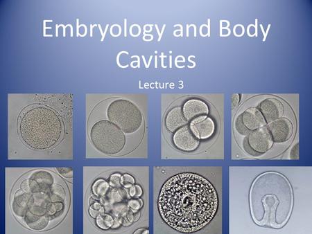 Embryology and Body Cavities Lecture 3. Tissue Development Zygote (fertilized egg) undergoes rapid cell divisions called cleavage Forms a hollow ball.