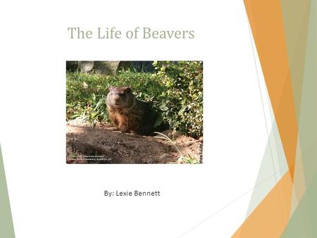 The Life of Beavers By: Lexie Bennett. What does my animal look like? My animal is brownish and has fur on till the tail. Also it smacks it’s tail warn.