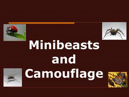 Minibeasts and Camouflage. Animals and colour  Animals have two main reasons for being a particular colour:  i) Camouflage - matching the colour of.