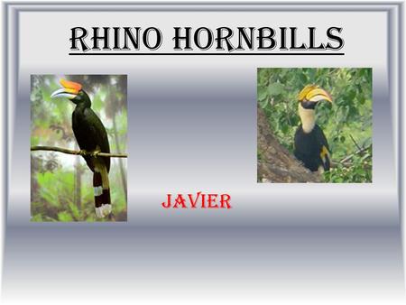 Rhino Hornbills Javier. Habitat Live edge of the Rain forest Spend most of their live on trees.