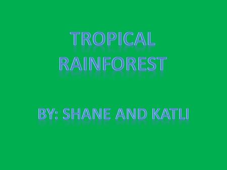 Only rain forest located in the tropics or ten degrees within the equator have year round warm weather. Subtropical rain forest that lay outside the.