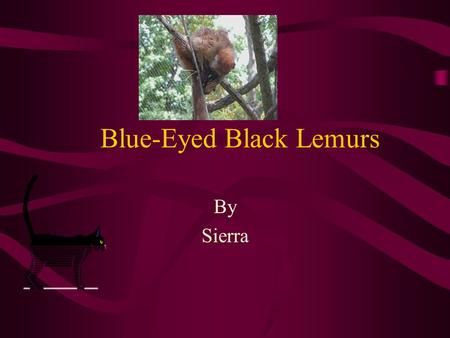 Blue-Eyed Black Lemurs By Sierra. Introduction What has a nose like a rat, ears like a bat, and looks like a housecat? Females are a reddish brown, while.