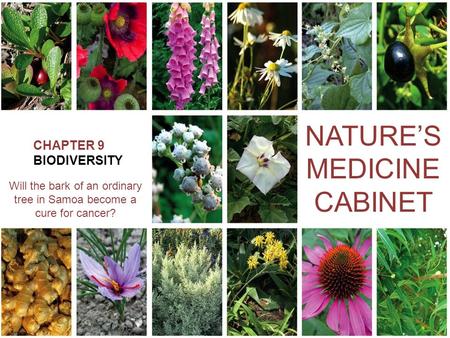 CHAPTER 9 BIODIVERSITY NATURE’S MEDICINE CABINET Will the bark of an ordinary tree in Samoa become a cure for cancer?