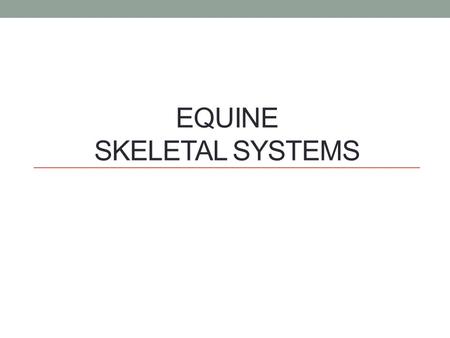 Equine Skeletal Systems