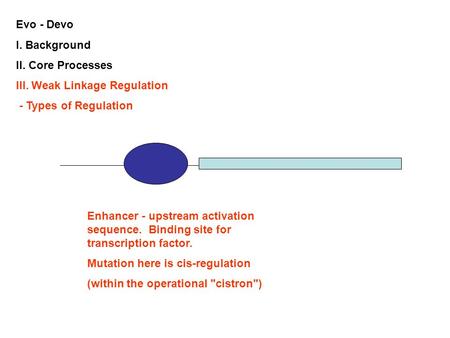 Evo - Devo I. Background II. Core Processes III. Weak Linkage Regulation - Types of Regulation Enhancer - upstream activation sequence. Binding site for.