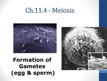 Ch.11.4 - Meiosis Formation of Gametes (egg & sperm)