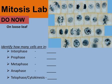 Mitosis Lab DO NOW On loose-leaf Identify how many cells are in: