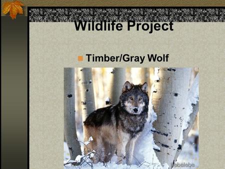 Wildlife Project Timber/Gray Wolf. History Gray wolves inhabited areas from the southern swamps to the northern tundra. They existed wherever there was.