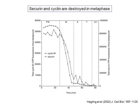 Hagting et al (2002) J. Cell Biol. 157: 1125 Securin and cyclin are destroyed in metaphase.