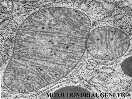 MITOCHONDRIAL GENETICS. Origin of Mitochondria Endosymbiont Theory Similar size to certain free-living bacteria Similar chromosome & cytoplasm to bacteria.