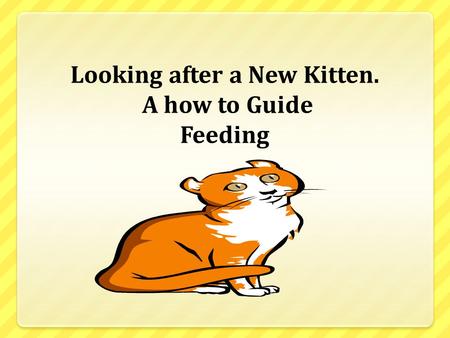 Looking after a New Kitten. A how to Guide Feeding.
