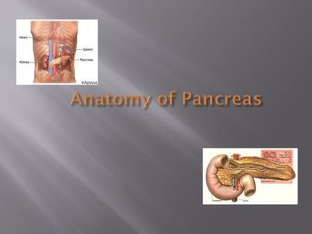 Anatomy of Pancreas.