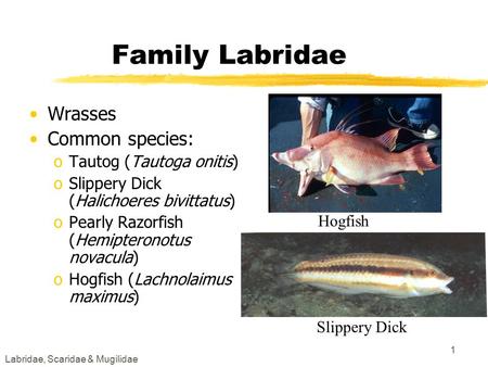 Labridae, Scaridae & Mugilidae 1 Family Labridae Wrasses Common species: oTautog (Tautoga onitis) oSlippery Dick (Halichoeres bivittatus) oPearly Razorfish.