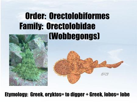Order: Orectolobiformes Family: Orectolobidae (Wobbegongs) Etymology: Greek, oryktos= to digger + Greek, lobos= lobe.