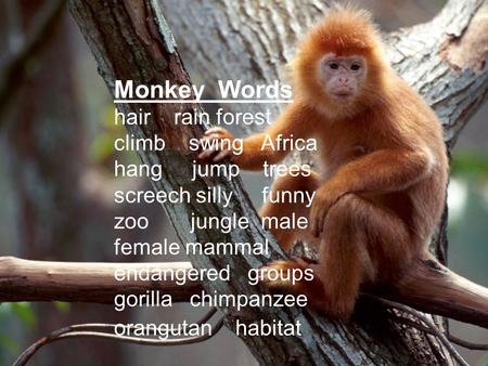 Monkey Words hair rain forest climb swing Africa hang jump trees